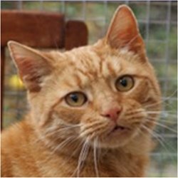 Brexit. Why I Voted to Leave